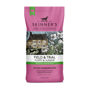 Field And Trial Puppy And Junior