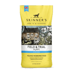 Field &trial Puppy
